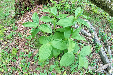 Nature, outdoors, plant, leaves