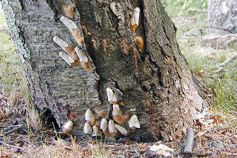 Many small brown and white moths laying eggs on the base of a tree trunk.