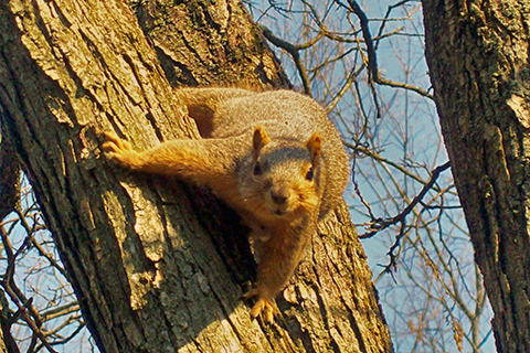 Fox_squirrel_at_Morton_Arboretum.jpg