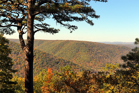 Wide vista view of mountians covered in trees that are changing colors in the fall.