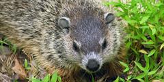 Groundhog Among Leaves
