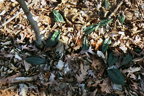 Group of Puttyroot Leaves Winter Orchids Blog 3 Photo by Scott Martin.jpg