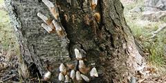 Female spongy moths laying egg masses on tree