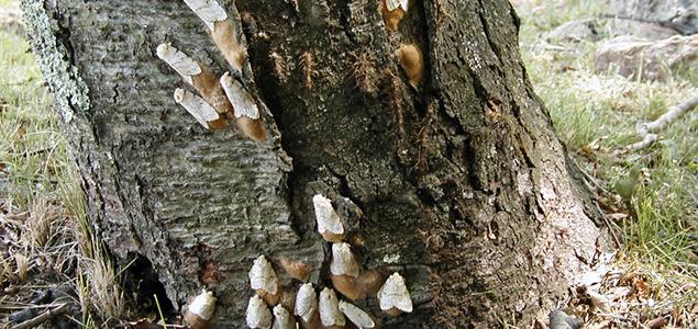 Female spongy moths laying egg masses on tree