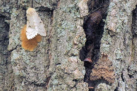 Small moths with brown and whiteish wings and bodies crawl on the bark of a tree next to brown egg sacks.
