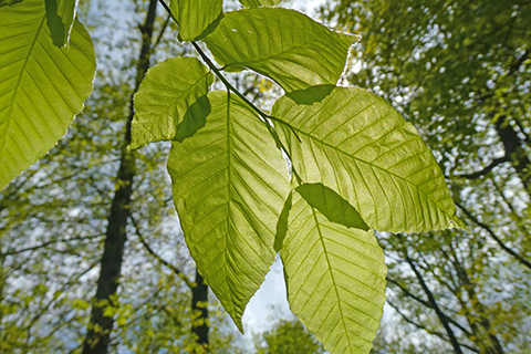 Healthy Beech Leaves.jpg