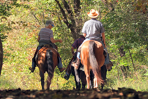 Horses, trail, outdoors, nature, people, trees