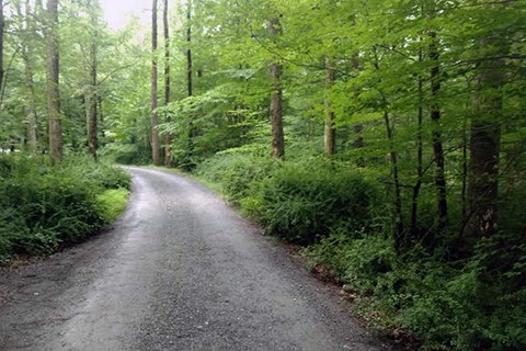 Japanese_Barberry_Lines_Road_in_State_Park.jpg