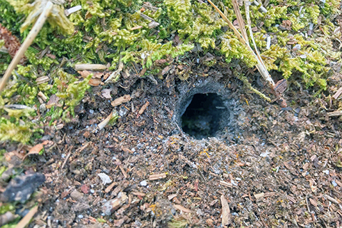 Ground, earth, moss, hole, tunnel, insect