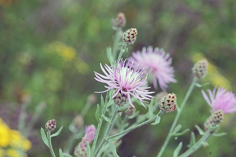 Close up of pink Knapweed flower with light and dark green stem and leaves.