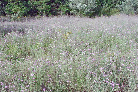 A field is full of dainty light green plants with purple flowers