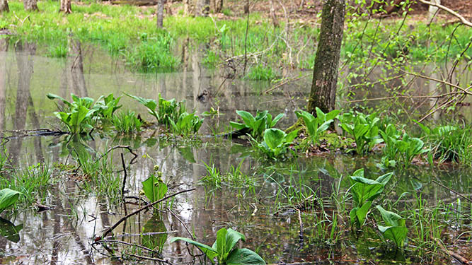 Small plants grow in a flooded area in a forest.