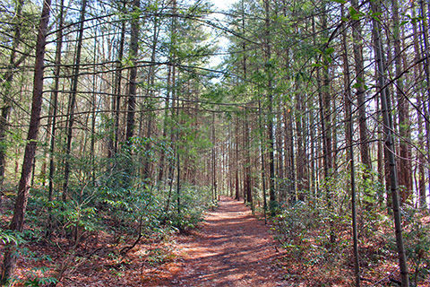 A footpath extends into a shaded forest lined with young pine trees.