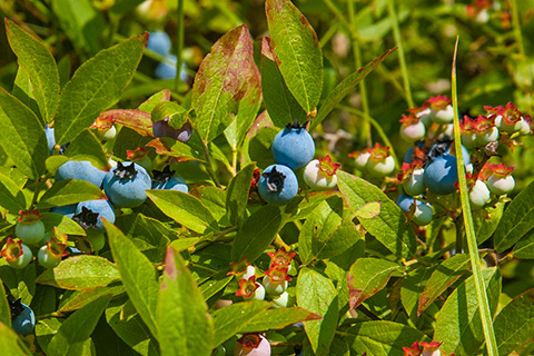 Low sweet Blueberry2.jpg