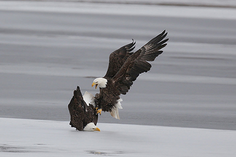 MAGO Bald Eagles Courtship At Lake Wilhelm.jpg