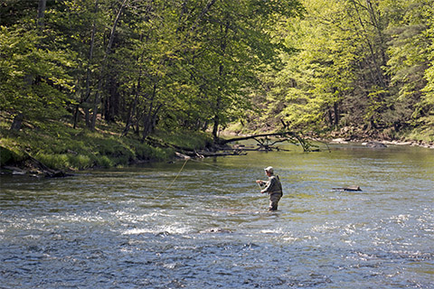 Outdoors, nature, water, fishing, fly fisherman, trees, forest, creek