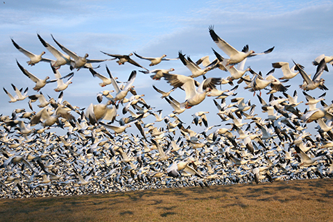 Middle Creek snow geese pc jacob dingel PGC_blog.jpg