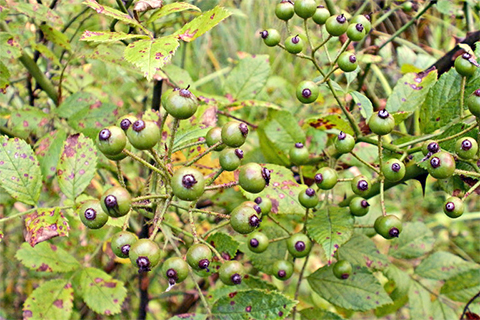 Leaves, stems, and fruit of a shrub.