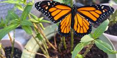 Monarch butterfly rests on stem of milkweed planted in flower pot