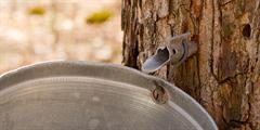 Bucket attached to maple tree to collect sap