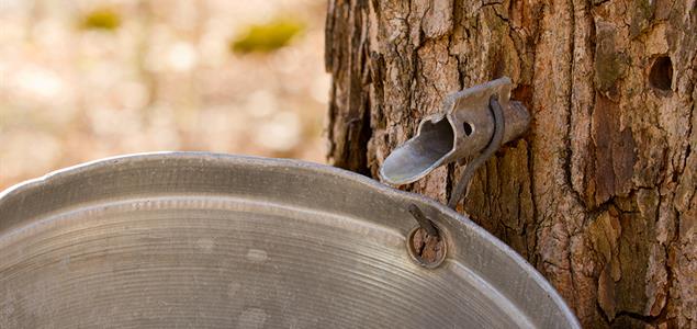 Bucket attached to maple tree to collect sap
