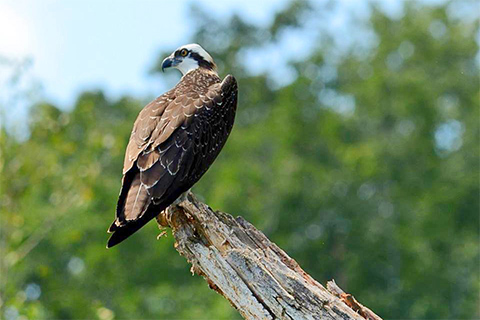 A large, bird of prey perches on a dead tree limb with a sharp beak.