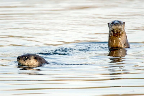 Two river otters swim in water wit htheir heads just above the surface. The water makes their fur smooth and shiny.