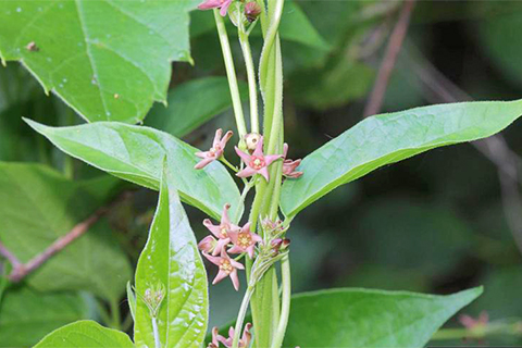 A Pale Swallow-wort plant with green leaves, vines, and pinkish small flowers