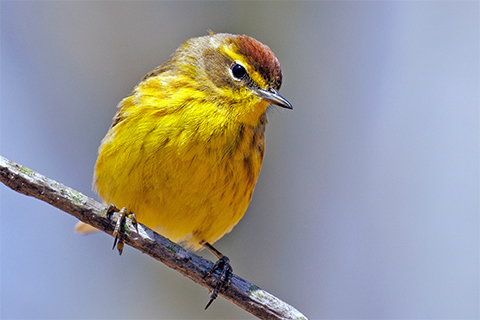 A small bird with a rounded body and a dark band on its head perches on a tree branch.