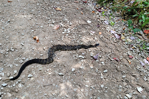 Outdoors, nature, snake, road