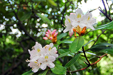 Rhododendron blooms hanging off of a large shrub with thick, leathery leaves in the woods