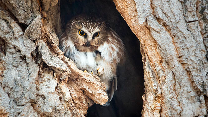 An owl perches in a hollow of a tree trunk.