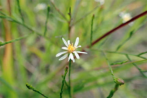 A small, dainty flower on a thin stalk with a yellow spot in the middle.
