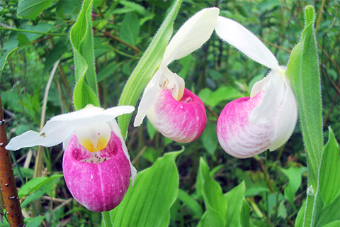 Large blooms of white and purple petals hang off of thin plant stalks among green leaves outside.