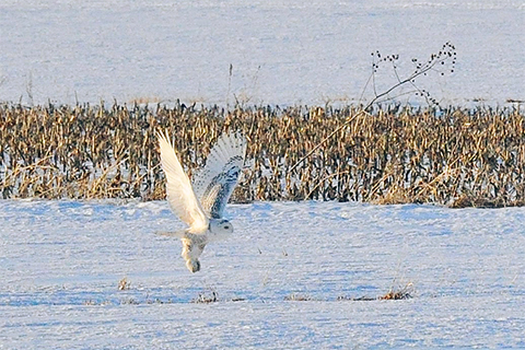 A snowy owl with wings extended in flight over a snow covered farm field.