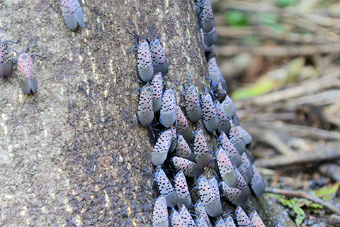 Many small winged insects crawl on the base of a tree trunk.