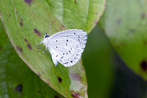 Spring Azure Butterfly.jpg