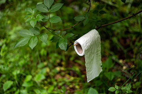 A toilet roll is hanging on a branch, suggesting that someone has been caught short in the woods. The paper is white