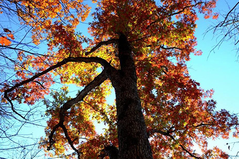 BLOG IMAGE - Delaware Canal State Park Tree.jpg