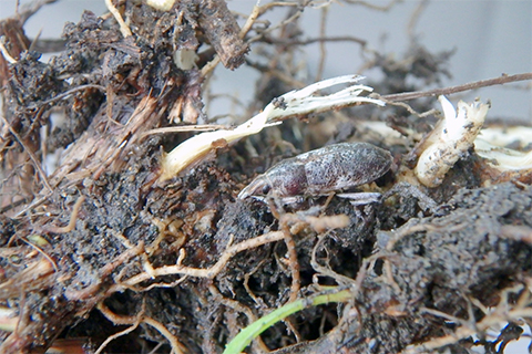 A small insect on a root of aplant that shows damage