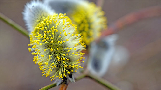 A close up of a soft, fuzzy seed pod with bright yellow dots of pollen sticking out of it.