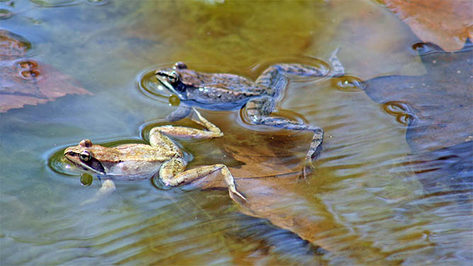 Two frogs float with their arms and legs outstretched in a shallow pond filled with leaves.
