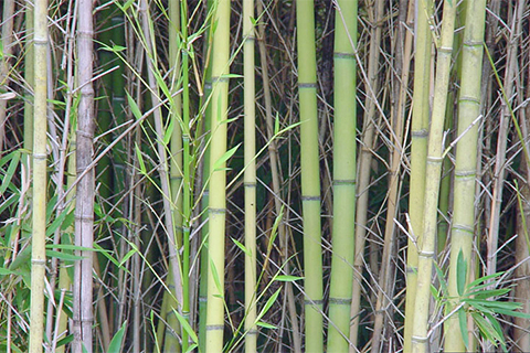 Long, straight stalks of bamboo grow very closely together.