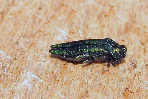 A small, green bug with a long body sits on a peice of wood.