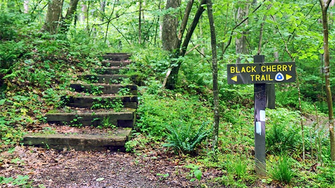A wooden sign along a trail says: Black Cherry Trail. Wooden stairs lead uphill.