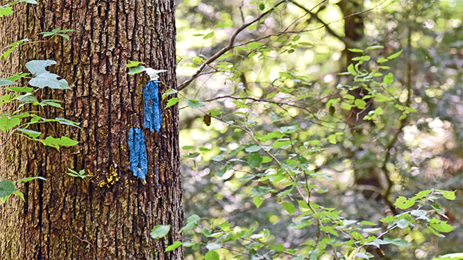 A tree in the woods has two rectangular paint marks one higher and to the left of the other