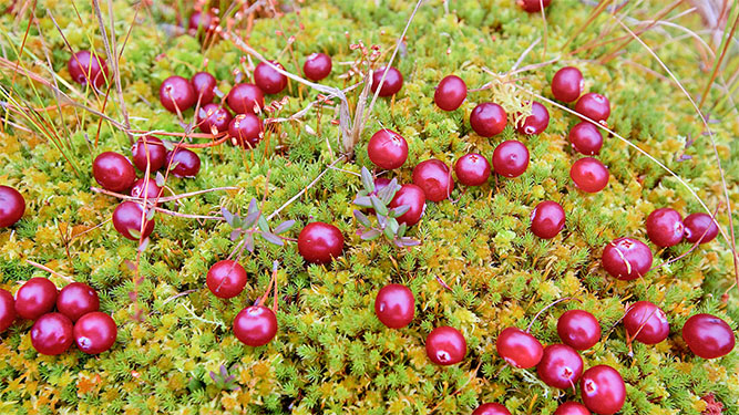 Many small, dark red berries grow from a bed of soft moss and small plants