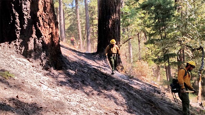 Large trees grow on a steep slope as thre people wearing fire fighter gear walk along bare ground.