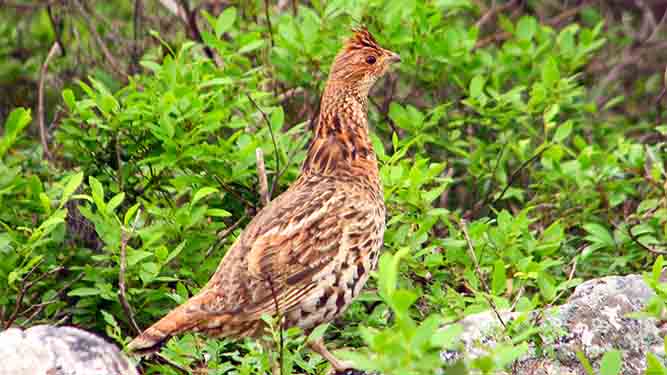 A medium sized, chicken like bird perches on a rock surrounded by plants.