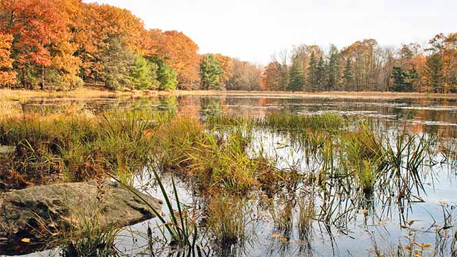 Lake lacawac during the fall is surroudned by trees. The water is calm and grasses grow along the shoreline.